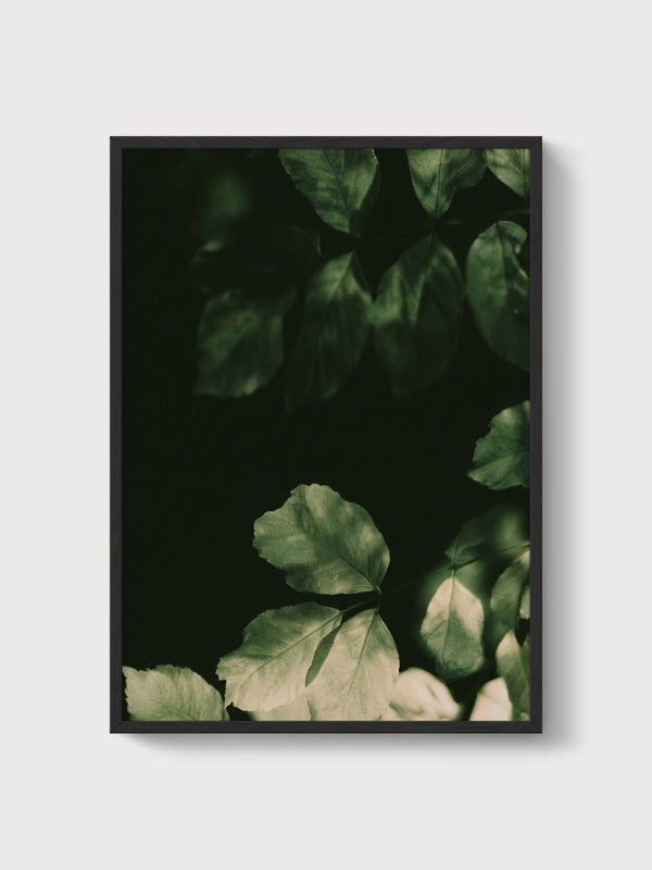 Dark Green Leaves Photography Print poster in black frame