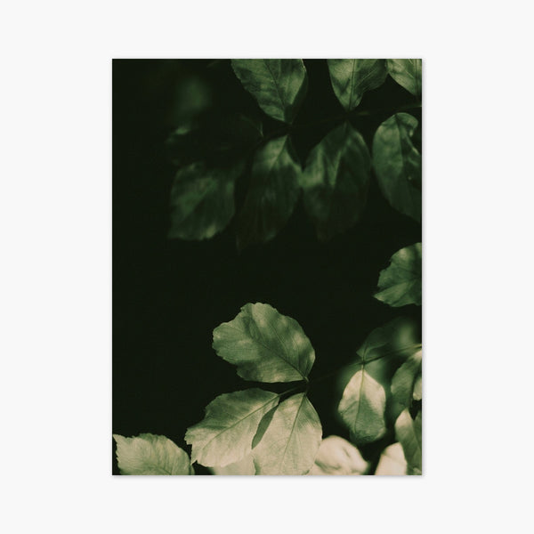 Dark Green Leaves Photography Print art print