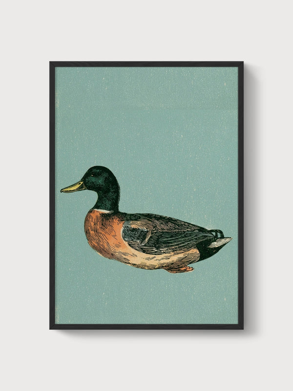 Vintage Duck Print poster in black frame