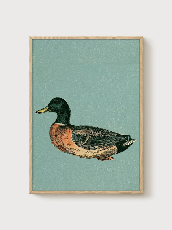 Vintage Duck Print poster in oak frame