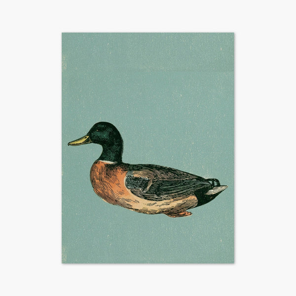Vintage Duck Print art print