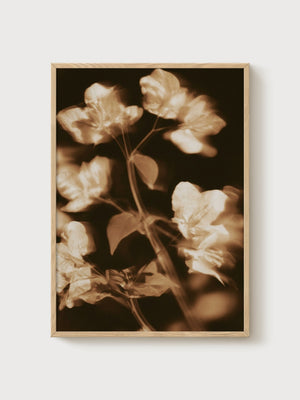 Vintage Sepia Flower Print poster in oak frame