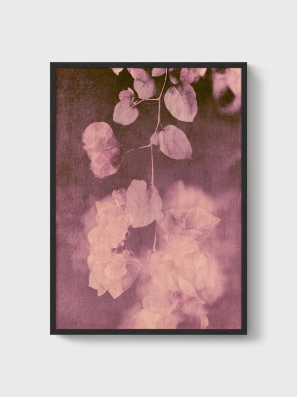 Bougainvillea Watercolor Flowers Print poster in black frame