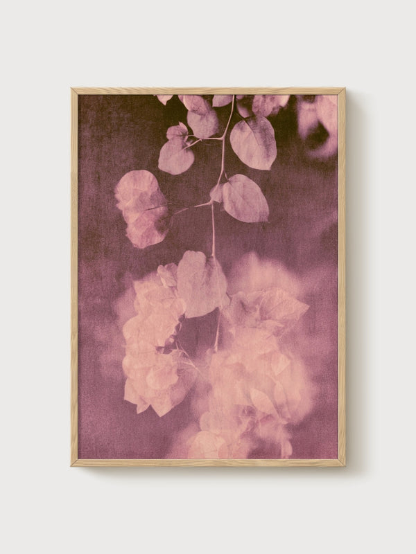 Bougainvillea Watercolor Flowers Print poster in oak frame