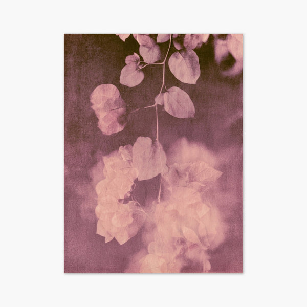 Bougainvillea Watercolor Flowers Print art print