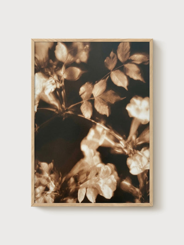 Sepia Rose Flower Print poster in oak frame