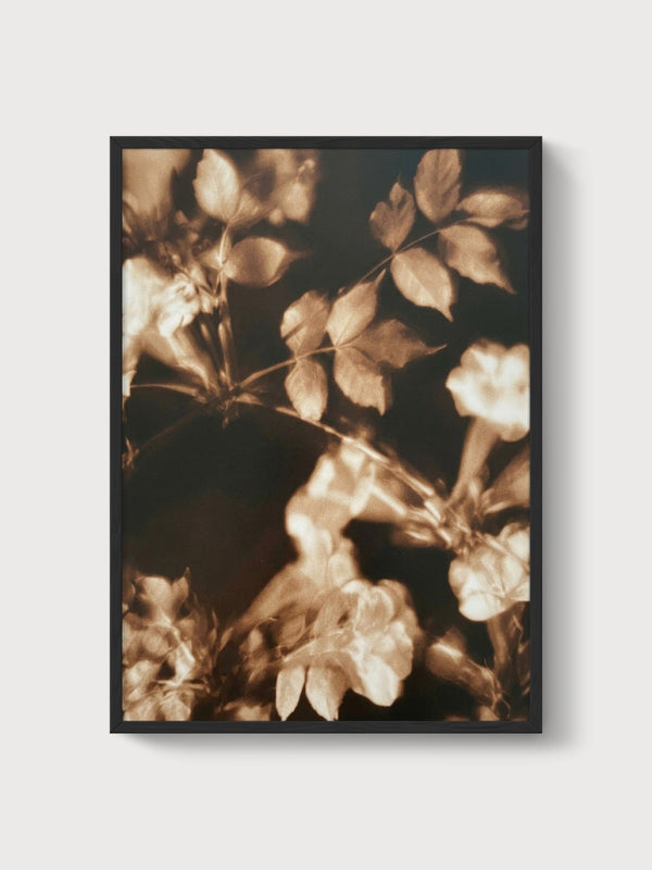 Sepia Rose Flower Print poster in black frame