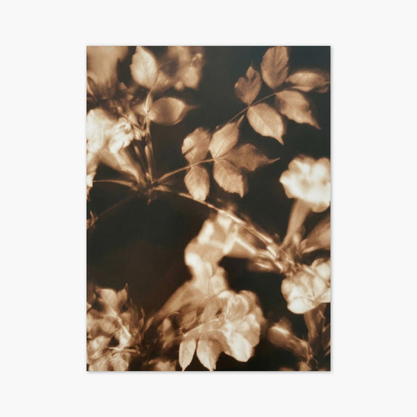 Sepia Rose Flower Print art print