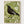 Folk Art Blackbird Print poster in oak frame