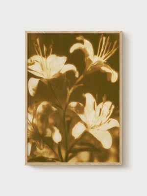 Lily Flower Print poster in oak frame