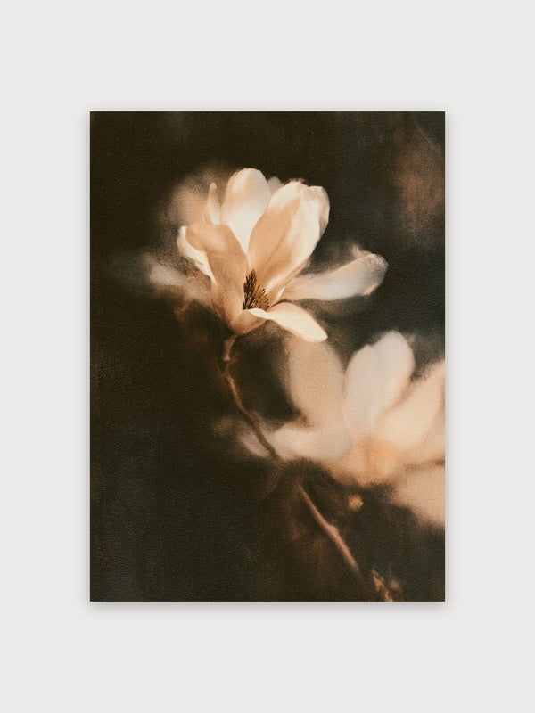 Magnolia Bloom Soft Light - Digital Download