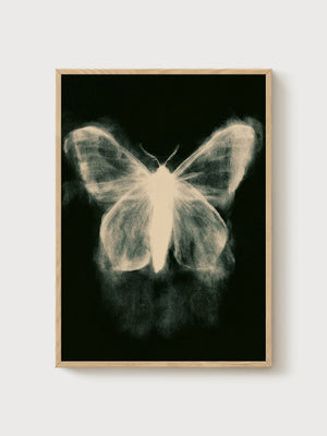 Moth Butterfly Wall Art poster in oak frame