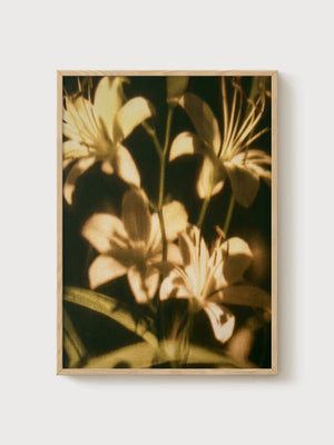 Vintage Lily Flower Print poster in oak frame