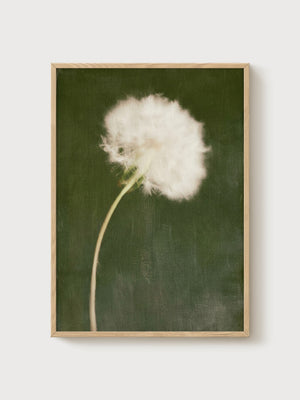 Dandelion Wall Art poster in oak frame