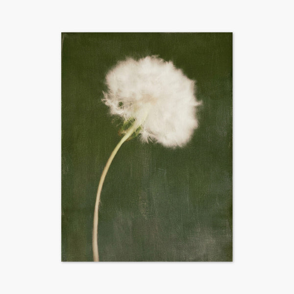 Dandelion Wall Art art print