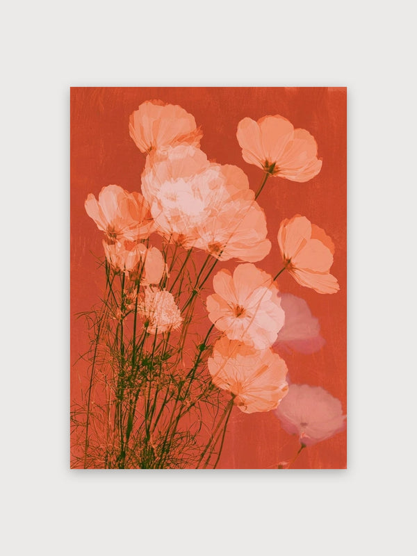 Coral Cosmos Botanical Study - Digital Download