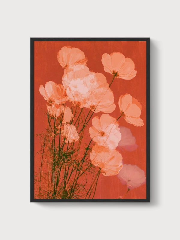 Cosmos Flower Watercolor Print poster in black frame