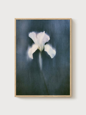 White Iris Watercolor Print poster in oak frame