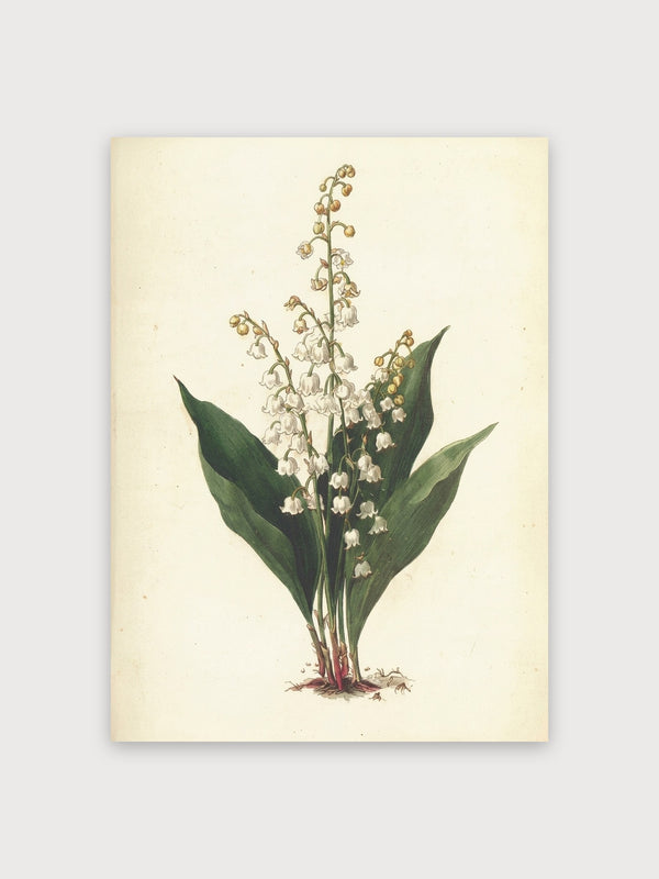 Lily of the Valley Botanical Study - Digital Download