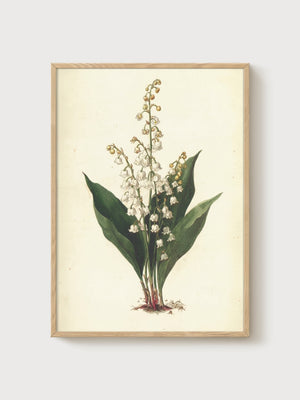 Lily of the Valley Botanical Print poster in oak frame