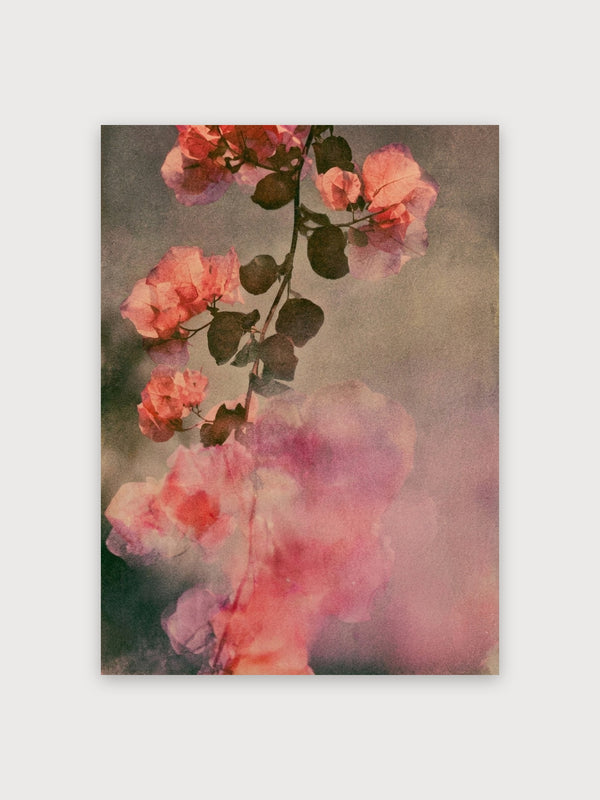 Pink Geranium Watercolor Study - Digital Download