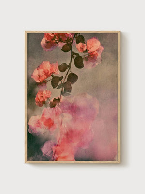 Bougainvillea Flower Print poster in oak frame