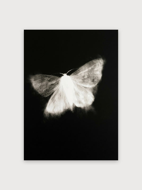 White Moth Minimalist Study - Digital Download