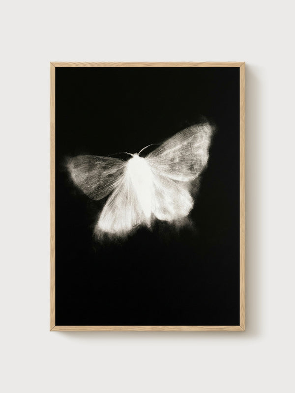 Moth Wall Art poster in oak frame