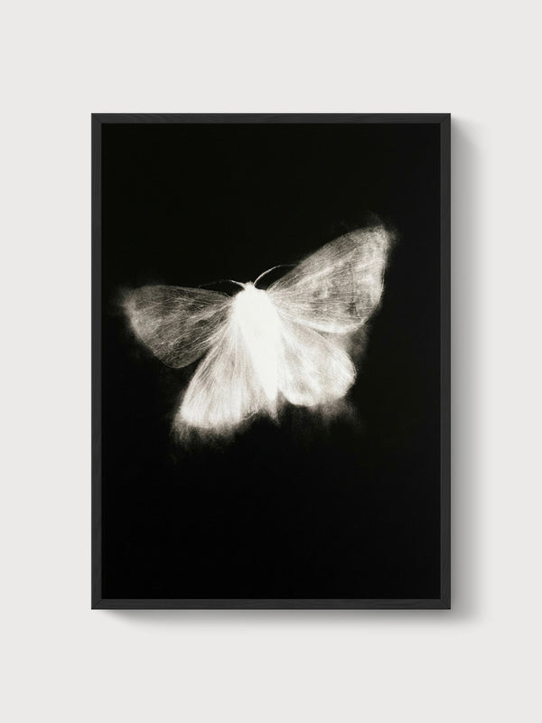 Moth Wall Art poster in black frame