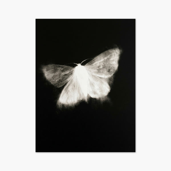 Moth Wall Art art print