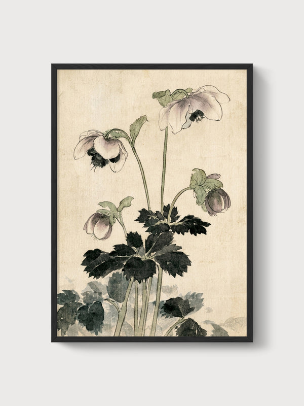 Hellebore Watercolor Flower Print poster in black frame