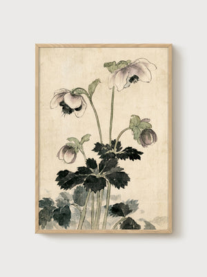 Hellebore Watercolor Flower Print poster in oak frame