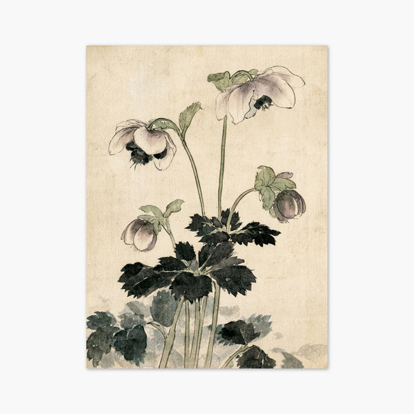 Hellebore Watercolor Flower Print art print