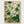 Art Nouveau Botanical Print poster in oak frame