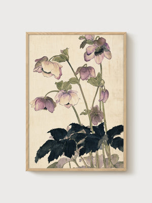 Vintage Hellebore Botanical Print poster in oak frame