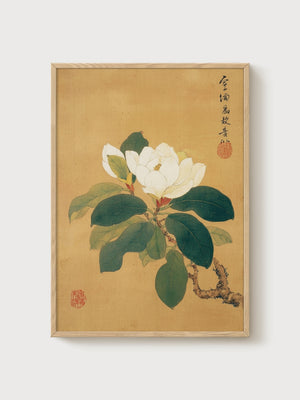 Chinese Magnolia Botanical Print poster in oak frame