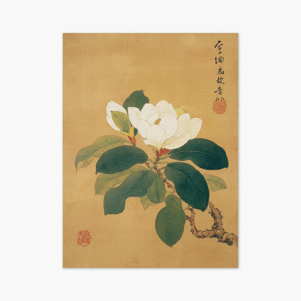 Chinese Magnolia Botanical Print art print