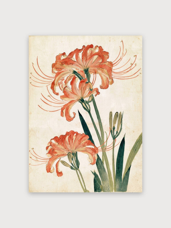 Coral Amaryllis Botanical Study - Digital Download