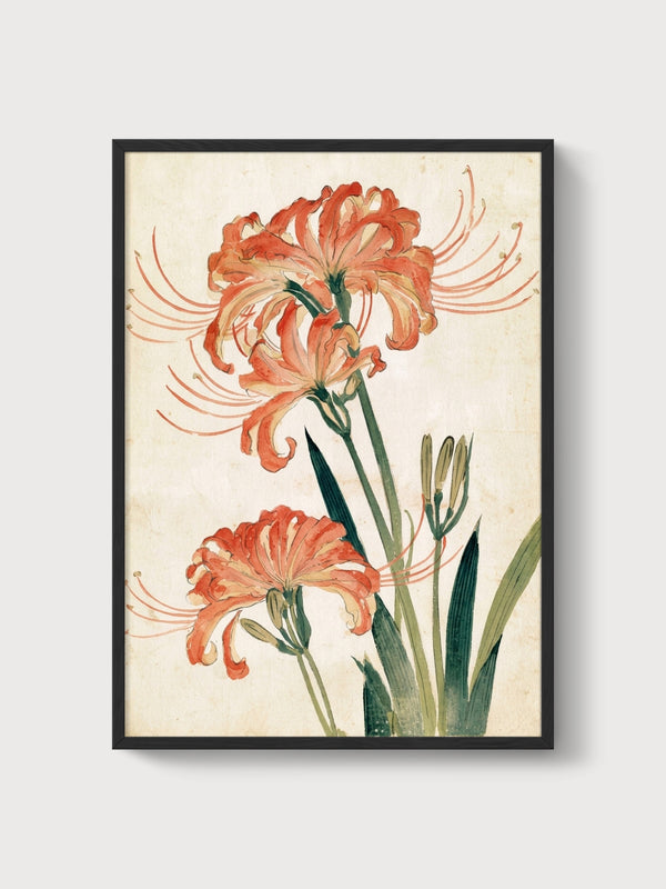 Red Spider Lily Watercolor Print poster in black frame
