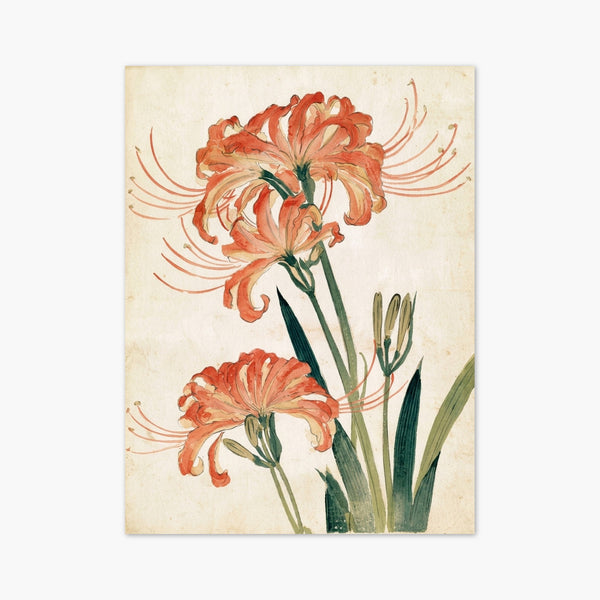 Red Spider Lily Watercolor Print art print
