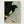 Bird Wall Art Print poster in oak frame