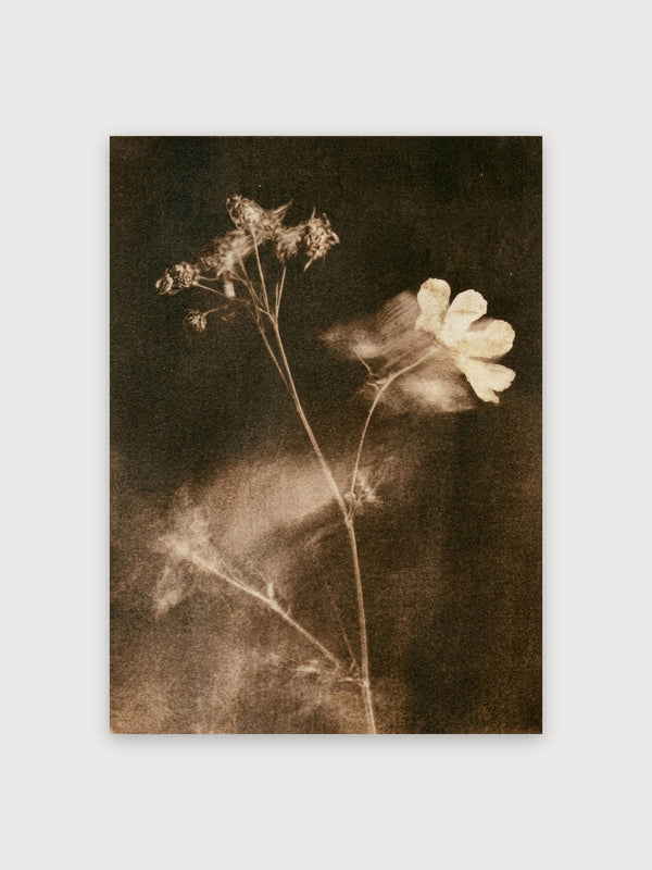 Vintage Botanical Study Sepia Flowers - Digital Download