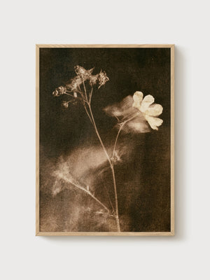 Pressed Flower Art poster in oak frame