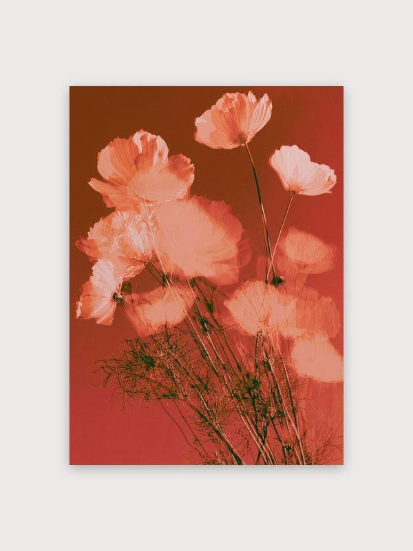 Coral Cosmos Flowers Watercolor - Digital Download