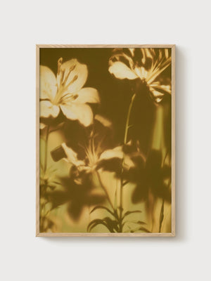 Lily Print poster in oak frame