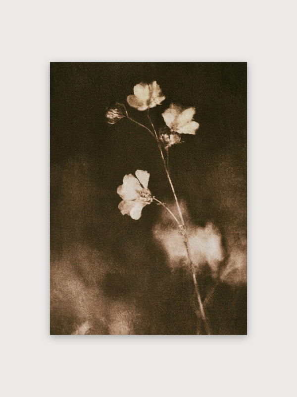 Vintage Botanical Cotton Flower Study - Digital Download