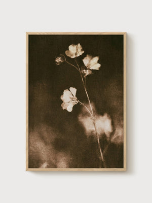 Vintage Sepia Flower Print poster in oak frame