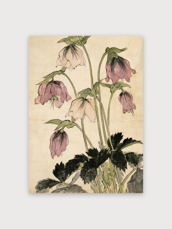 Hellebore Botanical Study Watercolor - Digital Download