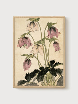 Vintage Hellebore Watercolor Botanical poster in oak frame