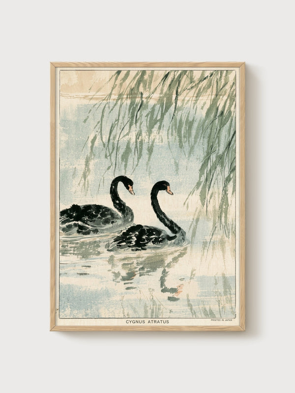Black Swan Print poster in oak frame
